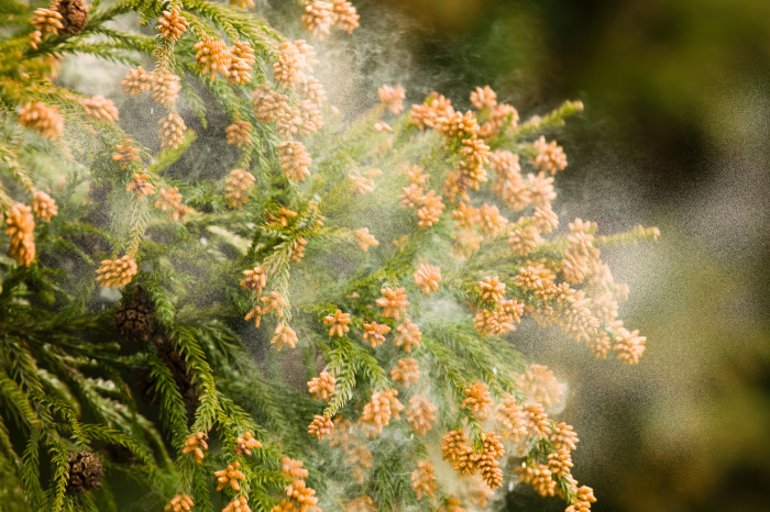 春におでこニキビができやすい原因とは③春は花粉などが空気中に増える時期だから