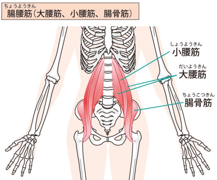 腸腰筋という筋肉は、背骨・骨盤から大腿骨の小転子という内側にある部分に股関節をまたぎ付着しています。