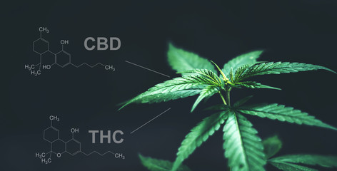 大麻成分 CBD（カンナビジオール）とTHC（テトラヒドロカンナビノール）の違い